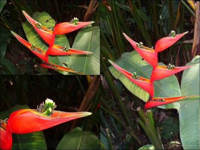 Heliconia (Heliconia) caribaea•&copy; Ong Kwan Han•All Rights Reserved