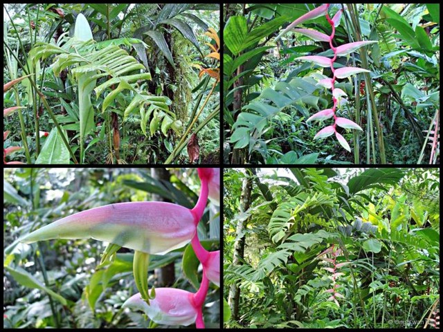 Heliconia (Heliconia) chartacea•&copy; Ong Kwan Han•All Rights Reserved