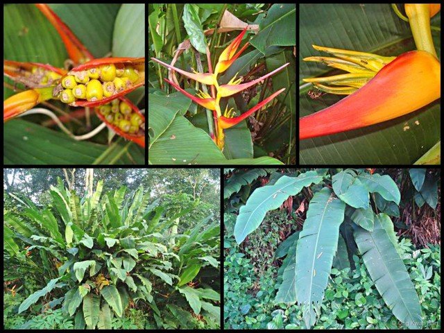 Heliconia (Taeniostrobus) latispatha•&copy; Ong Kwan Han•All Rights Reserved