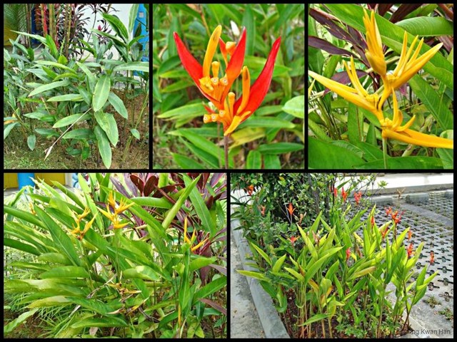 Heliconia (Stenochlamys) psittacorum•&copy; Ong Kwan Han•All Rights Reserved