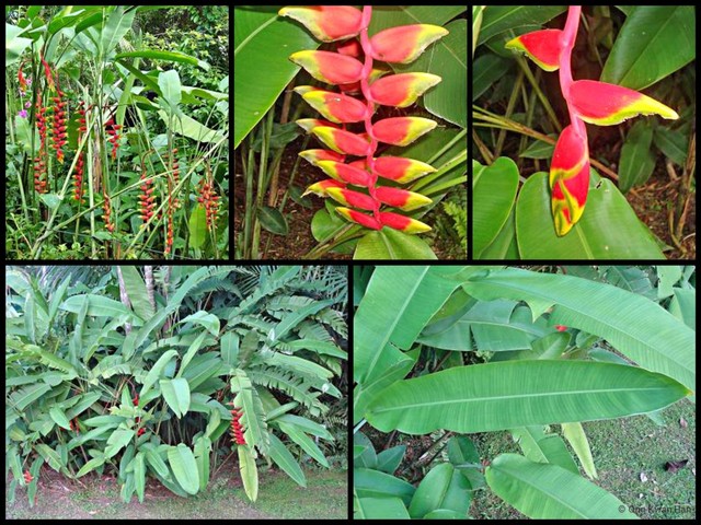 Heliconia (Heliconia) rostrata•&copy; Ong Kwan Han•All Rights Reserved