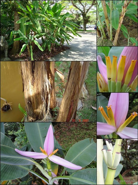 Musa ornata•&copy; Ong Kwan Han•All Rights Reserved