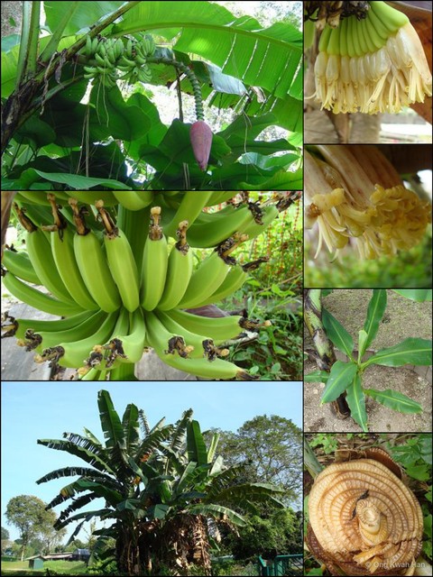 Musa acuminata var. sumatrana•&copy; Ong Kwan Han•All Rights Reserved