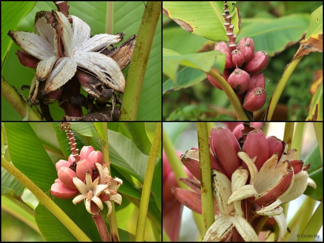Musa velutina•&copy; Cerlin Ng•All Rights Reserved