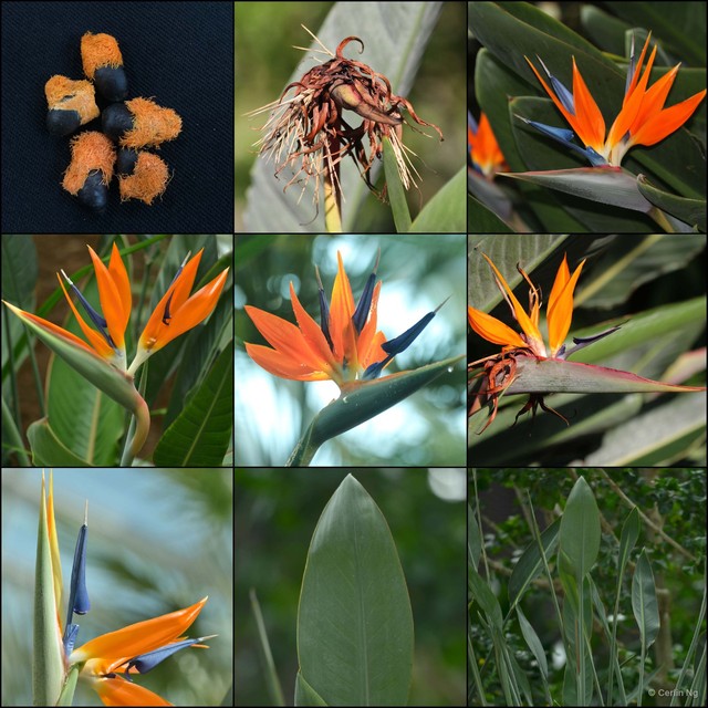 Strelitzia reginae•&copy; Cerlin Ng•All Rights Reserved
