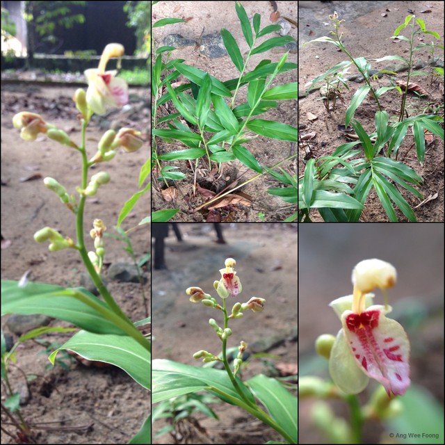 Alpinia conchigera•&copy; Ang Wee Foong•All Rights Reserved