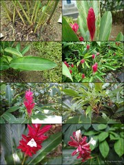 Alpinia purpurata (Vieill.) K.Schum.