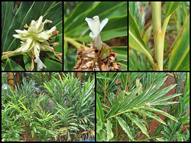 Alpinia vittata•&copy; Ong Kwan Han•All Rights Reserved