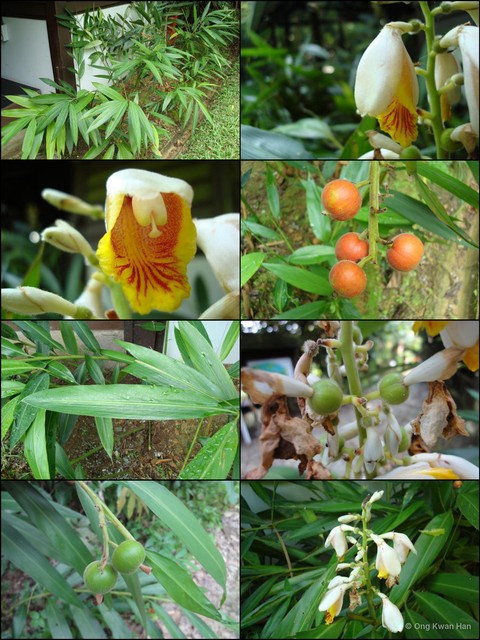 Alpinia zerumbet•&copy; Ong Kwan Han•All Rights Reserved