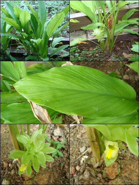 Curcuma (Curcuma) longa•&copy; Ong Kwan Han•All Rights Reserved