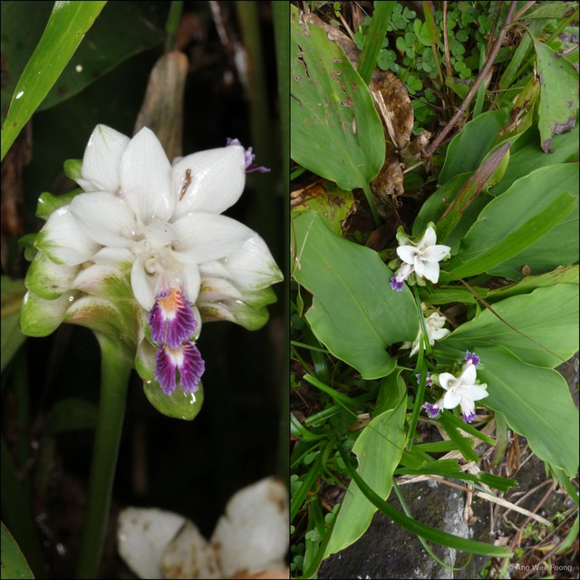 Curcuma (Hitcheniopsis) parviflora•&copy; Ang Wee Foong•All Rights Reserved