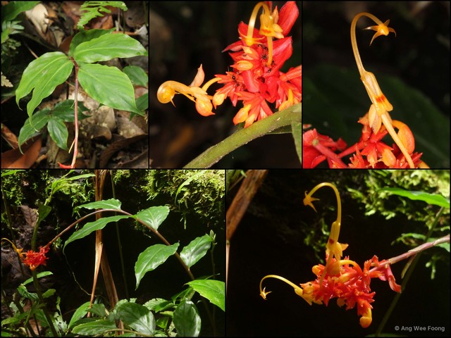 Globba atrosanguinea•&copy; Ang Wee Foong•All Rights Reserved