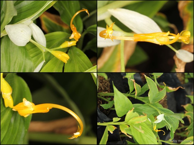 Globba winitii•&copy; Ang Wee Foong•All Rights Reserved