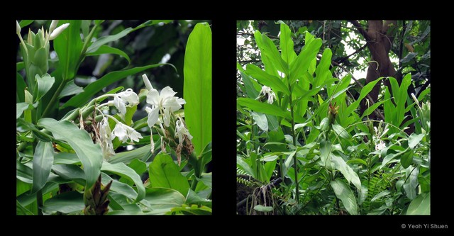 Hedychium coronarium•&copy; Yeoh Yi Shuen•All Rights Reserved