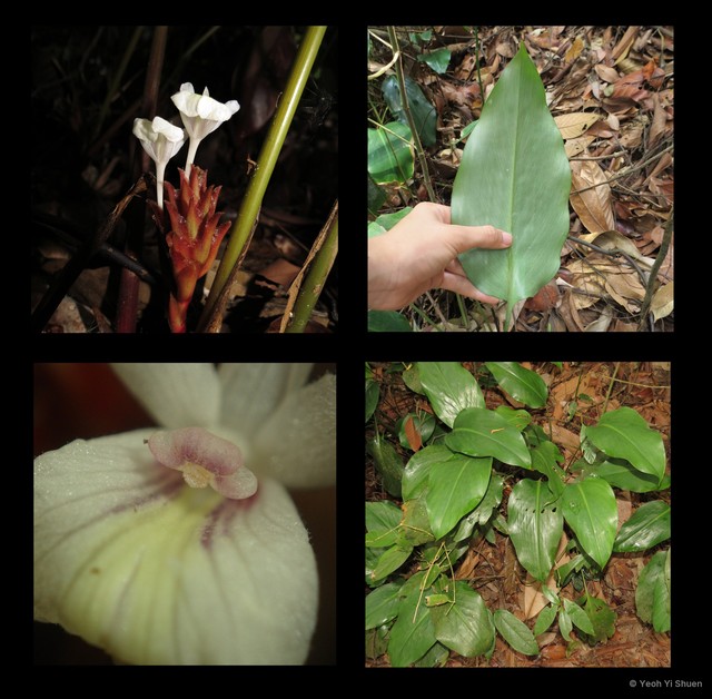 Scaphochlamys breviscapa•&copy; Yeoh Yi Shuen•All Rights Reserved