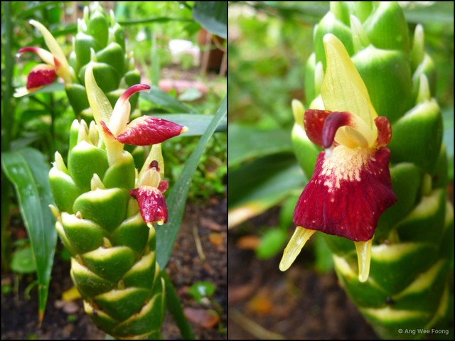 Zingiber officinale•&copy; Ang Wee Foong•All Rights Reserved