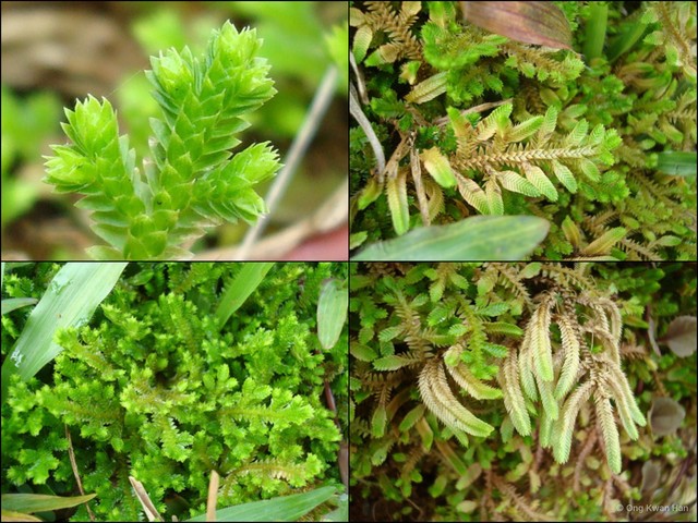 Selaginella (Heterostachys) ciliaris•&copy; Ong Kwan Han•All Rights Reserved