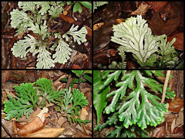 Selaginella (Stachygynandrum) intermedia•&copy; Ong Kwan Han•All Rights Reserved
