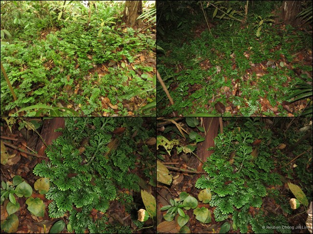 Selaginella (Heterostachys) mayeri•&copy; Reuben Chong Jin Lim•All Rights Reserved