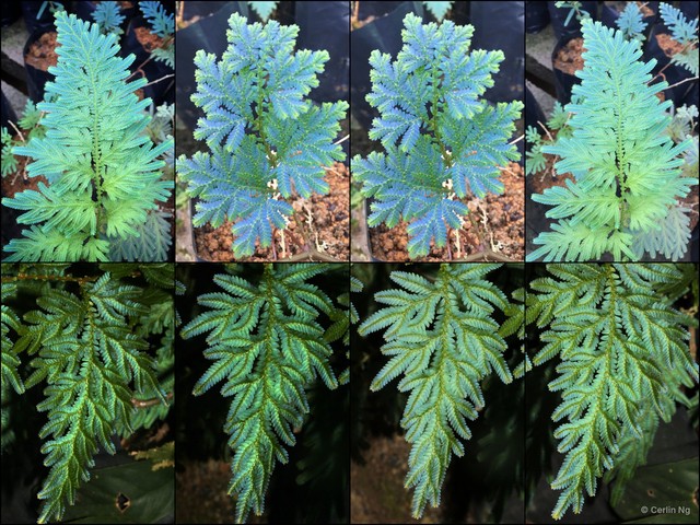 Selaginella (Heterostachys) willdenowii•&copy; Cerlin Ng•All Rights Reserved