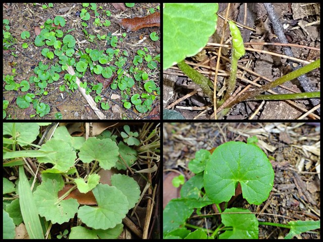 Centella asiatica•&copy; Ong Kwan Han•All Rights Reserved