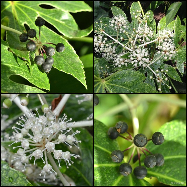 Fatsia japonica•&copy; Cerlin Ng•All Rights Reserved