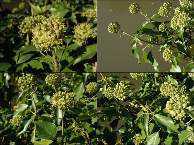 Hedera helix•&copy; Yeoh Yi Shuen•All Rights Reserved