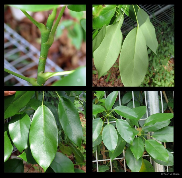 Heptapleurum ellipticum•&copy; Yeoh Yi Shuen•All Rights Reserved