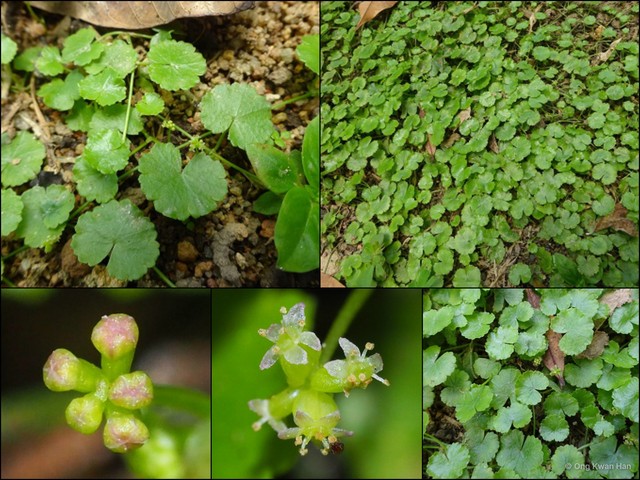 Hydrocotyle sibthorpioides•&copy; Ong Kwan Han•All Rights Reserved