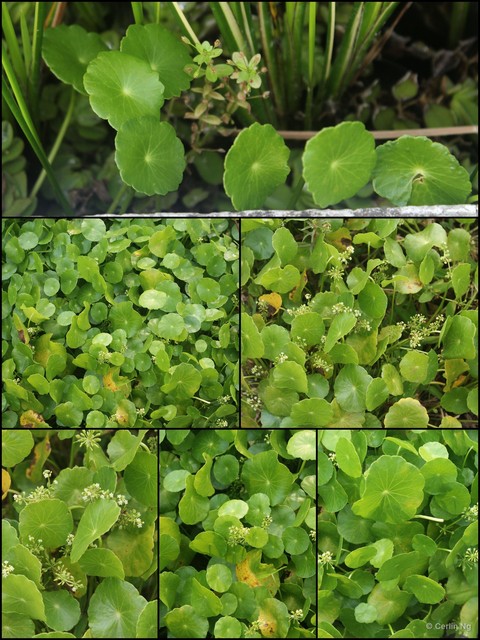Hydrocotyle verticillata•&copy; Cerlin Ng•All Rights Reserved