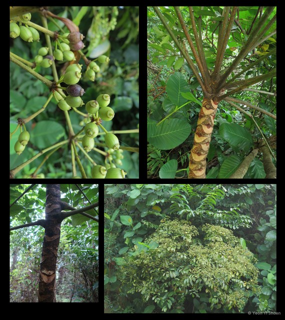 Polyscias diversifolia•&copy; Yeoh Yi Shuen•All Rights Reserved
