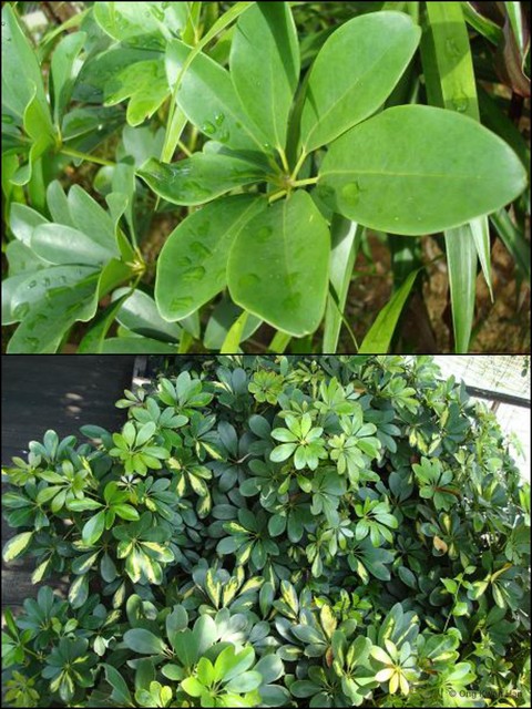 Schefflera arboricola•&copy; Ong Kwan Han•All Rights Reserved
