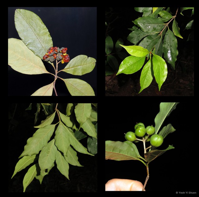 Pittosporum ferrugineum•&copy; Yeoh Yi Shuen•All Rights Reserved