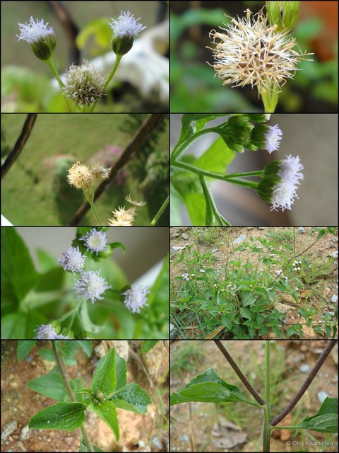 Ageratum conyzoides•&copy; Ong Kwan Han•All Rights Reserved
