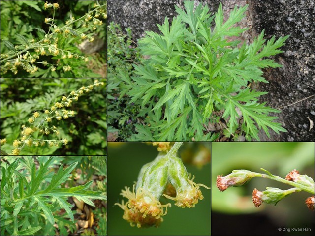 Artemisia (Artemisia) vulgaris•&copy; Ong Kwan Han•All Rights Reserved