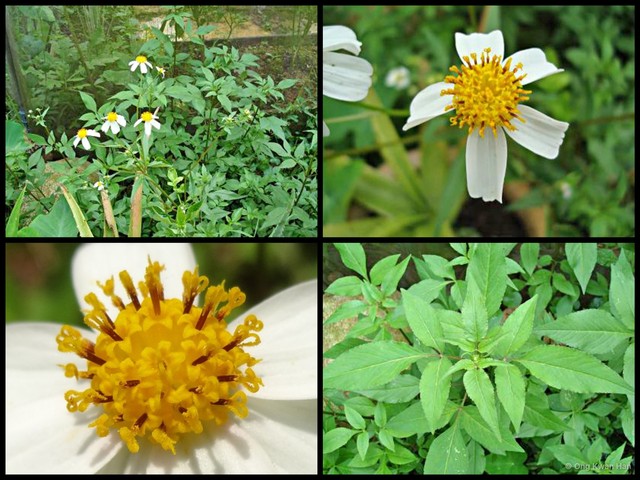 Bidens alba•&copy; Ong Kwan Han•All Rights Reserved