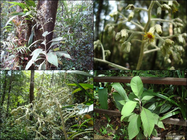Blumea balsamifera•&copy; Ong Kwan Han•All Rights Reserved