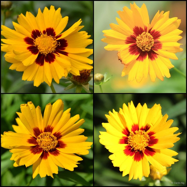 Coreopsis tinctoria•&copy; Cerlin Ng•All Rights Reserved