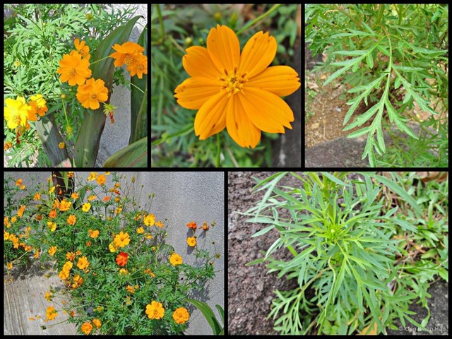 Cosmos sulphureus•&copy; Ong Kwan Han•All Rights Reserved