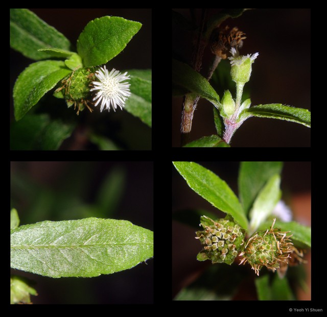 Eclipta prostrata•&copy; Yeoh Yi Shuen•All Rights Reserved