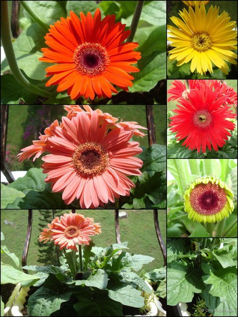 Gerbera jamesonii•&copy; Ong Kwan Han•All Rights Reserved