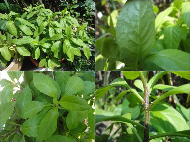 Gynura procumbens•&copy; Ong Kwan Han•All Rights Reserved