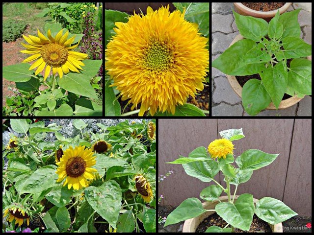 Helianthus annuus•&copy; Ong Kwan Han•All Rights Reserved