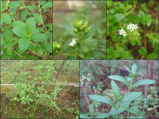 Stevia rebaudiana•&copy; Ong Kwan Han•All Rights Reserved