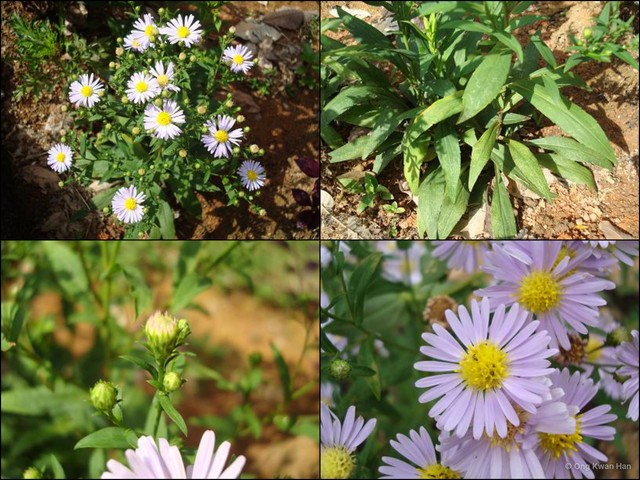 Symphyotrichum (Symphyotrichum) dumosum•&copy; Ong Kwan Han•All Rights Reserved