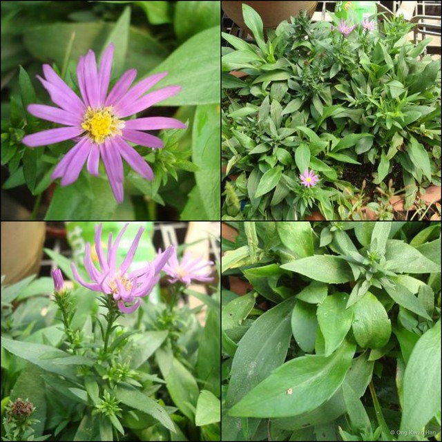 Symphyotrichum (Symphyotrichum) laeve var. laeve•&copy; Ong Kwan Han•All Rights Reserved