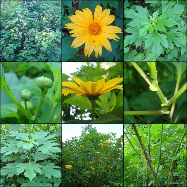 Tithonia diversifolia•&copy; Ong Kwan Han•All Rights Reserved
