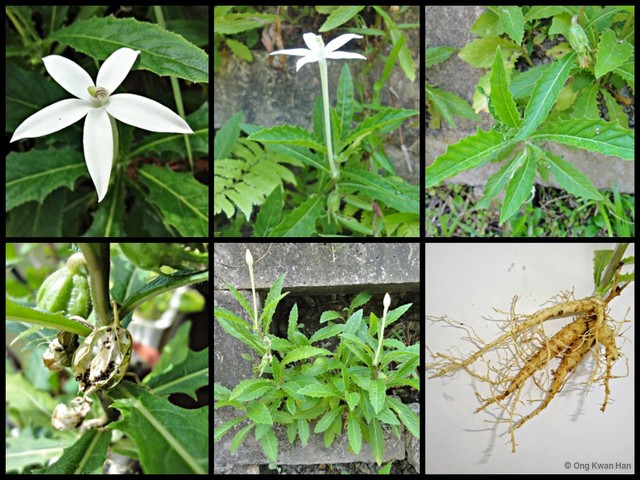 Hippobroma longiflora•&copy; Ong Kwan Han•All Rights Reserved