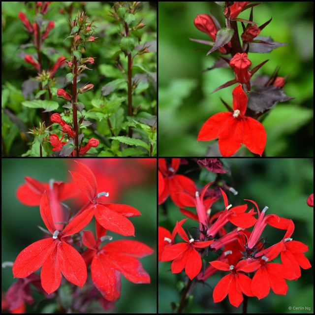Lobelia cardinalis•&copy; Cerlin Ng•All Rights Reserved