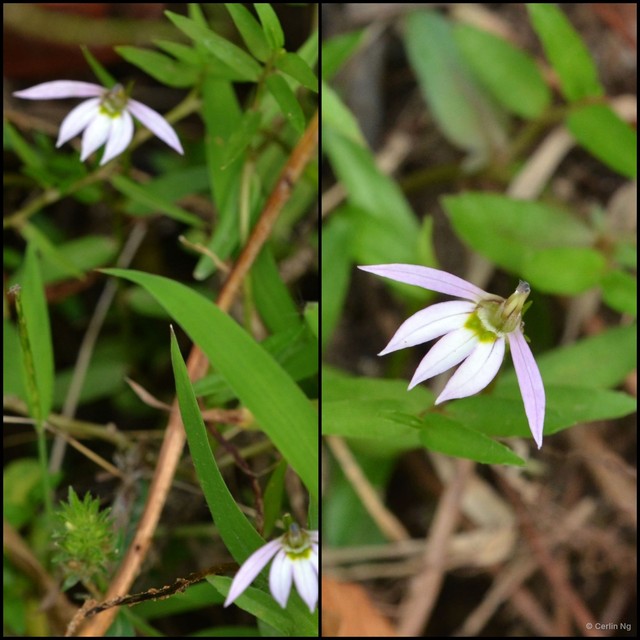 Lobelia chinensis•&copy; Cerlin Ng•All Rights Reserved